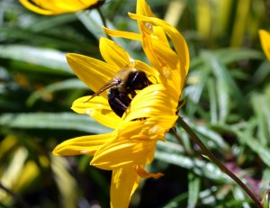 Bee