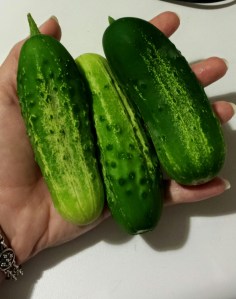 11168914_10104562896226230_2312950368353644340_o