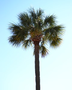 Lone Palmetto Color