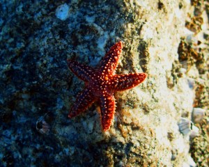 Red Starfish